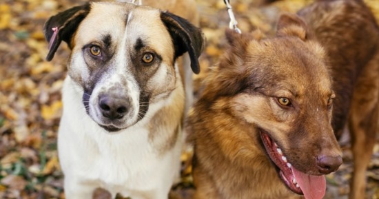 City of Grand Island Reminds Residents to Obtain 2026 Pet Licenses