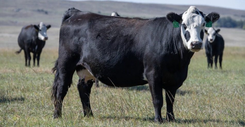 Calculating annual cow costs webinar series scheduled in 2026