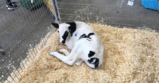 Milking Parlor Teaches Fair Goers About the Dairy Industry